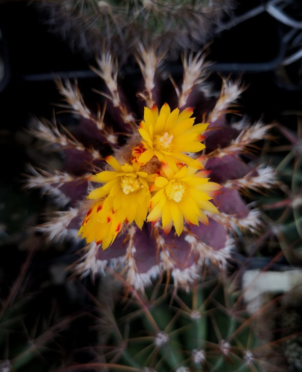 Uebelmannia buiningii