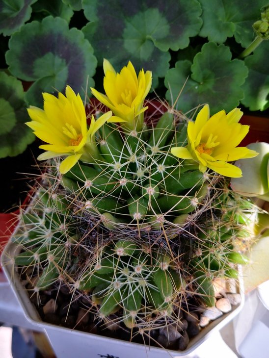 Dolichothele longimamma