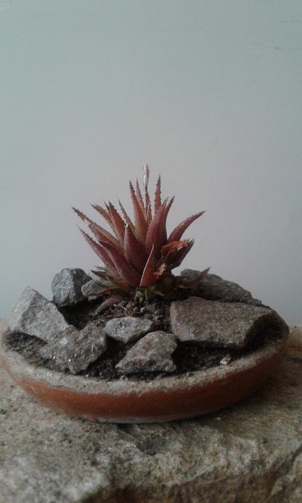Haworthia angustifolia var. liliputana навіть в таці не дотягує до бонсай, - їй бракує видимих важливих органів - в першу чергу стебла та бокових пагонів