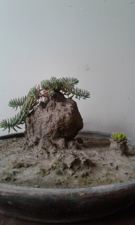 зимостійкі Sedum rupestre та Sempervivum sp.провели зиму під відкритим небом, що спричинило значну ерозію грунту