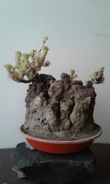 Sedum multiceps майже ідеально підходить для таких умов