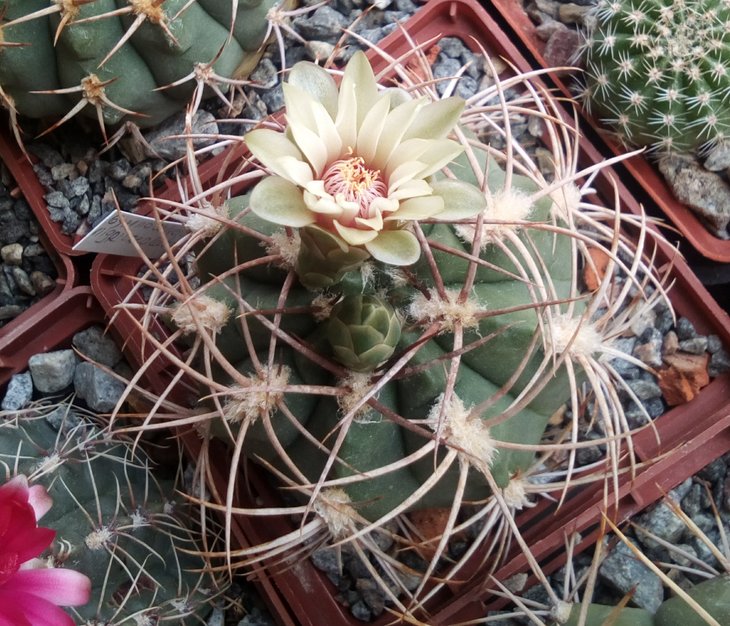 G.nigriareolatum