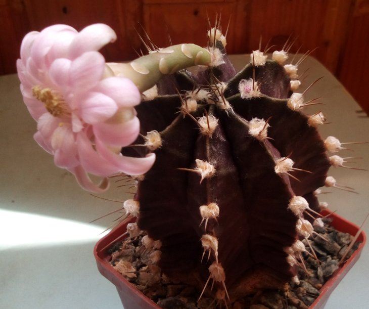 G. friedrichii
