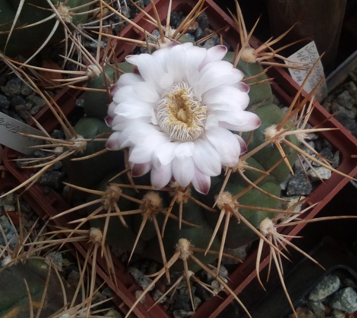 G. euripleurum
