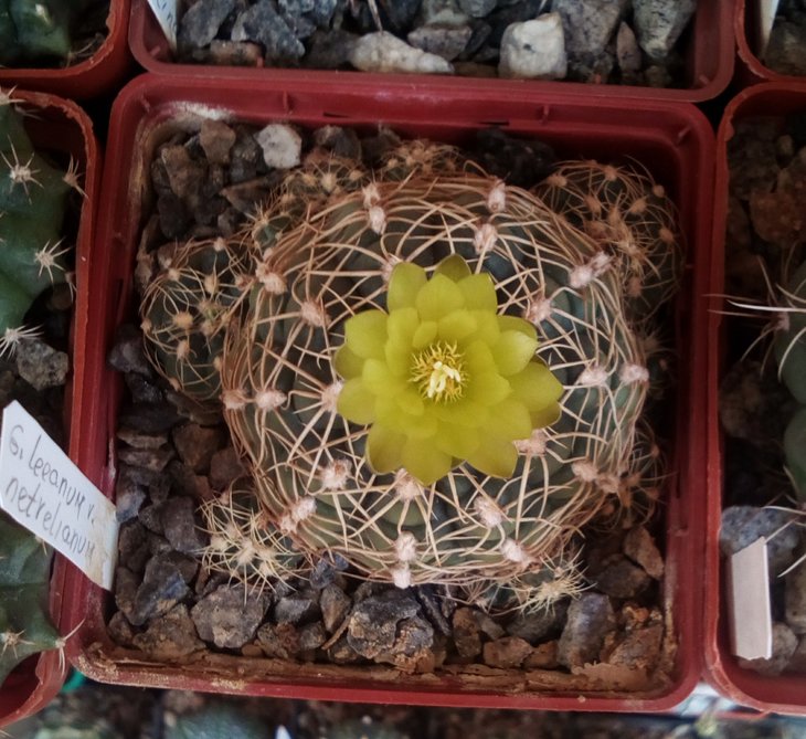G. netrelianun