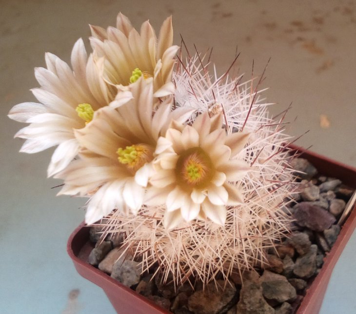 Escobaria zilziana JX272