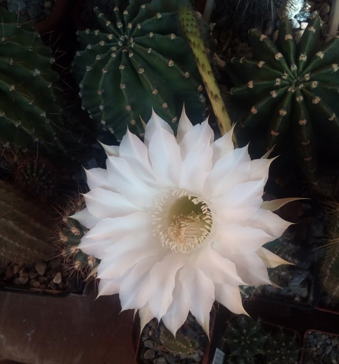 Echinopsis