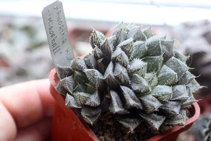 Haworthia cv. Mirrorball