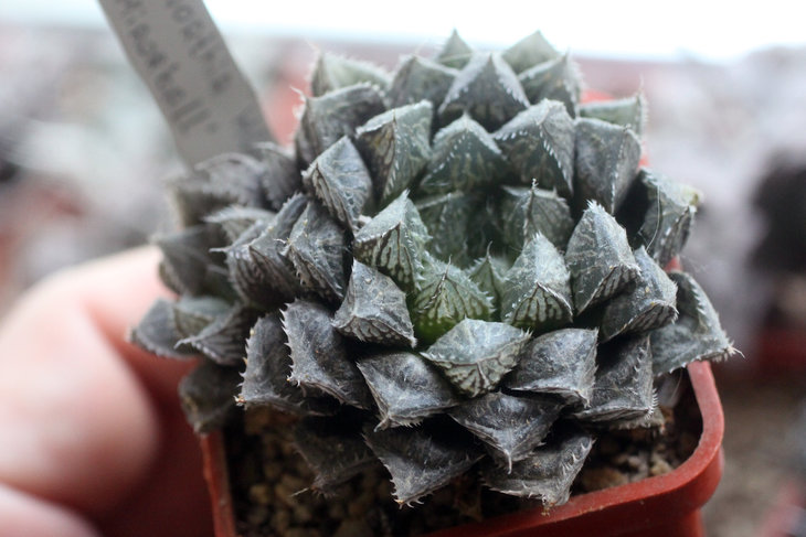 Haworthia cv. Mirrorball