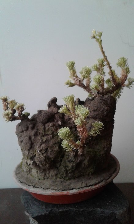 той самий Sedum multiceps, вигляд з протилежного боку