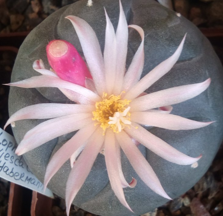 L. frichii