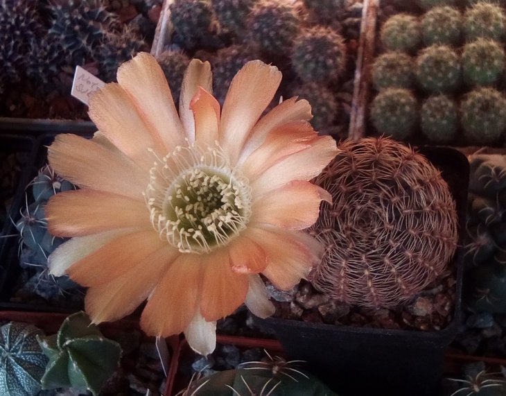 Lobivia haematantha rebutioides