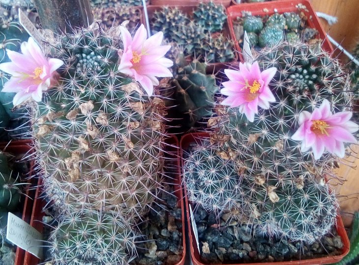 Mammillaria swinglei