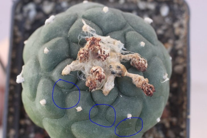 Lophophora koehresii - типичные &quot;засечки&quot; в самой узкой части рёбер.