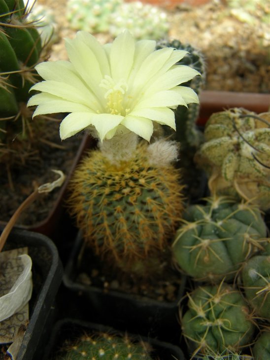 Frailea  mammifera  robusta (760 x 1013).jpg