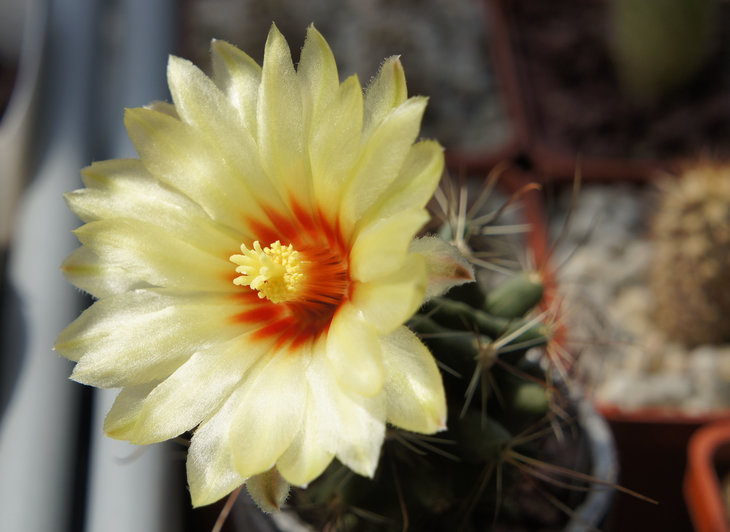 Hamatocactus hamatacanthus