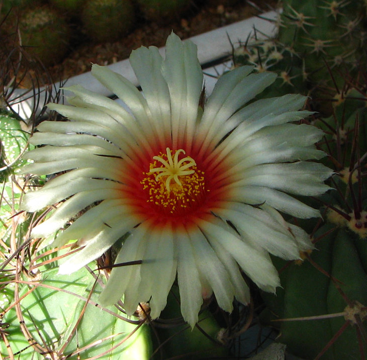 Astrophytum capricorne nudum