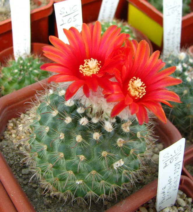 Parodia fuscato-viridis P239