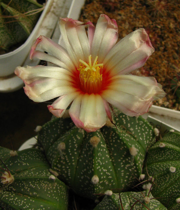 Astrophytum CAPAS