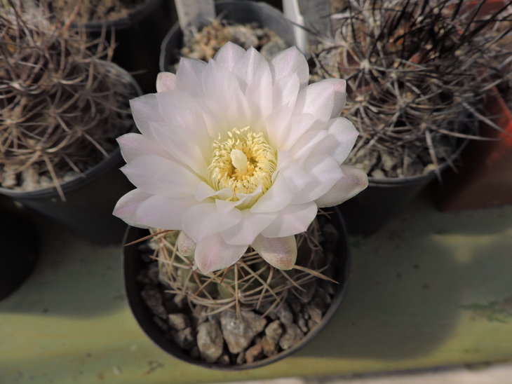 Gymnocalycium sp