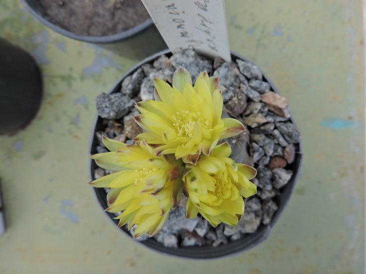 Gymnocalycium andreae