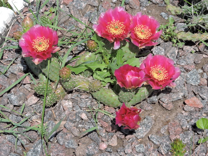 Opuntia fragilis cv.''Freiberg''
