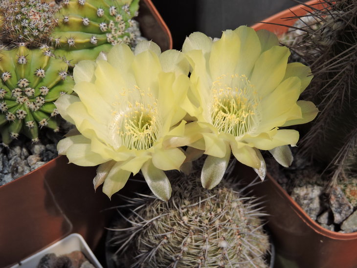 Lobivia shaferi aff