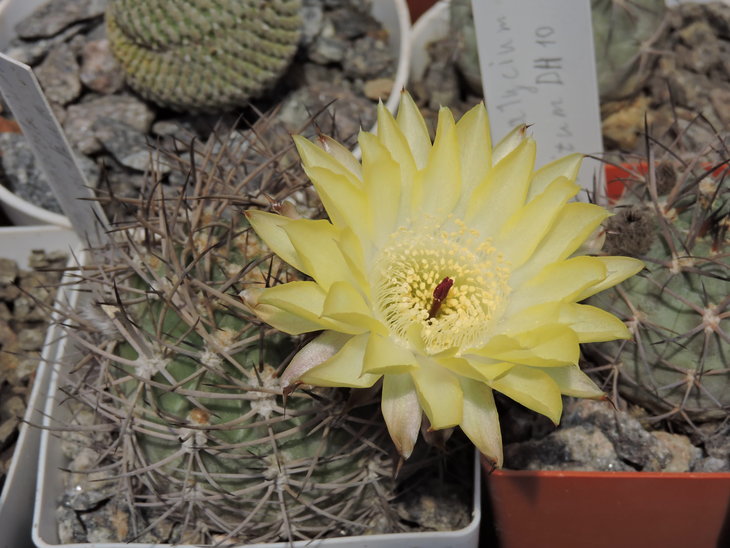 Acanthocalycium thionanthum