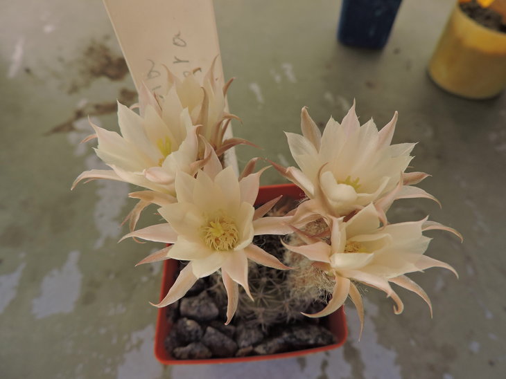 Pseudolobivia ancistrophora