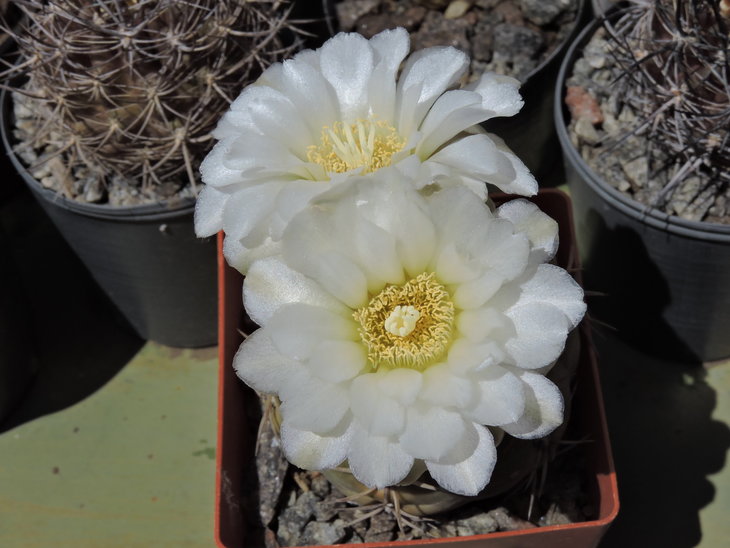 Gymnocalycium artigas