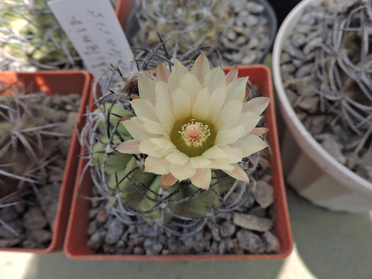 Neochilenia taltalensis