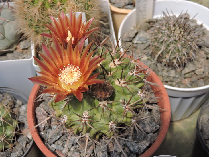 Horridocactus tuberisulcatus