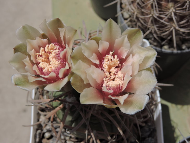 Gymnocalycium spegazzinii var. horizonthalonium