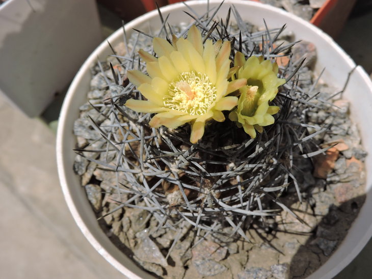 Pyrrhocactus nigricans