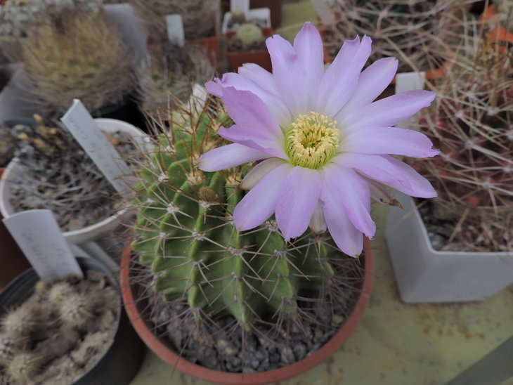 Acanthocalycium violaceum