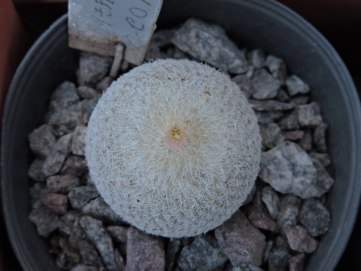 Epithelantha neomexicana