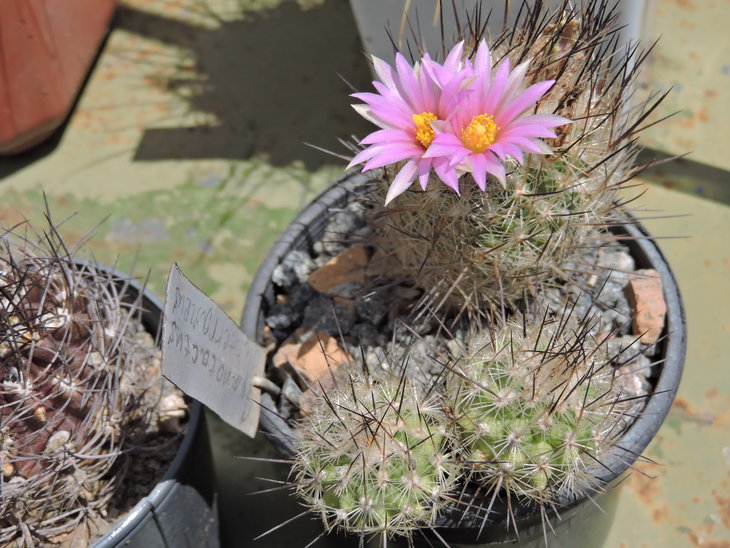 Gymnocactus subterraneus