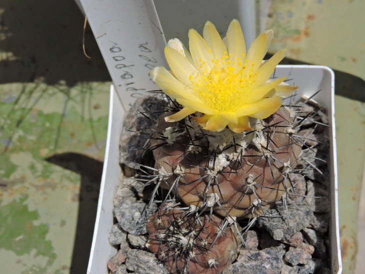 Copiapoa hypogaea