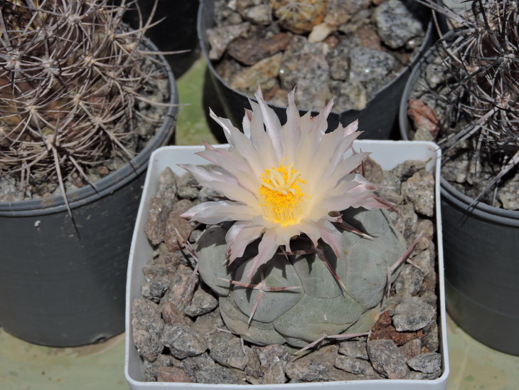 Thelocactus hexaedrophorus