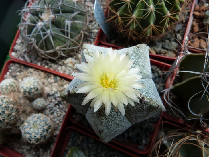 Astrophytum myriostigma