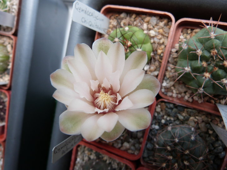 Gymnocalycium robustum