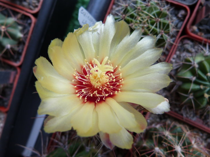 Hamatocactus setispinus