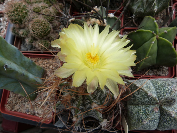 astrophytum crassispinoides