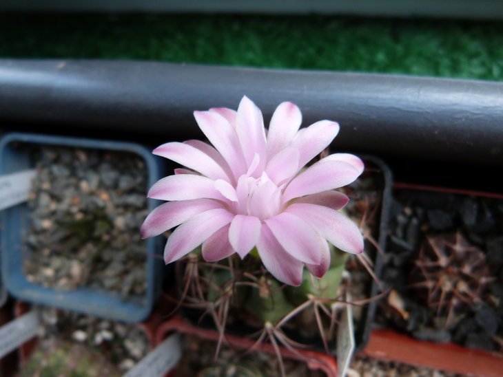 Gymnocalycium damsii