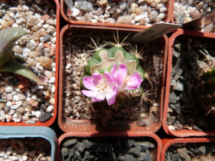 Aztekium valdezii