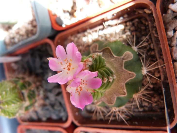 Aztekium valdezii