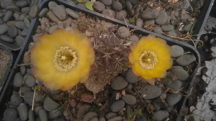 Acanthocalycium aurantiacum.