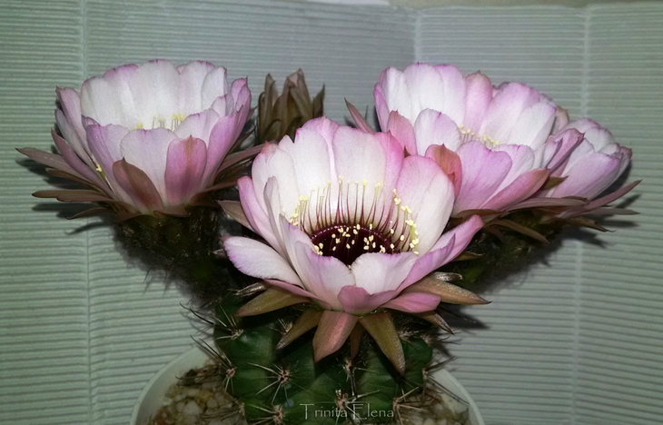 Lobivia-jajoiana-Anemone (Тринита Элена) 2.png