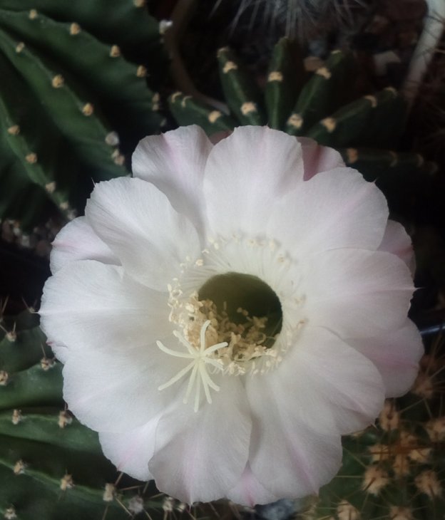 E. wendermannii