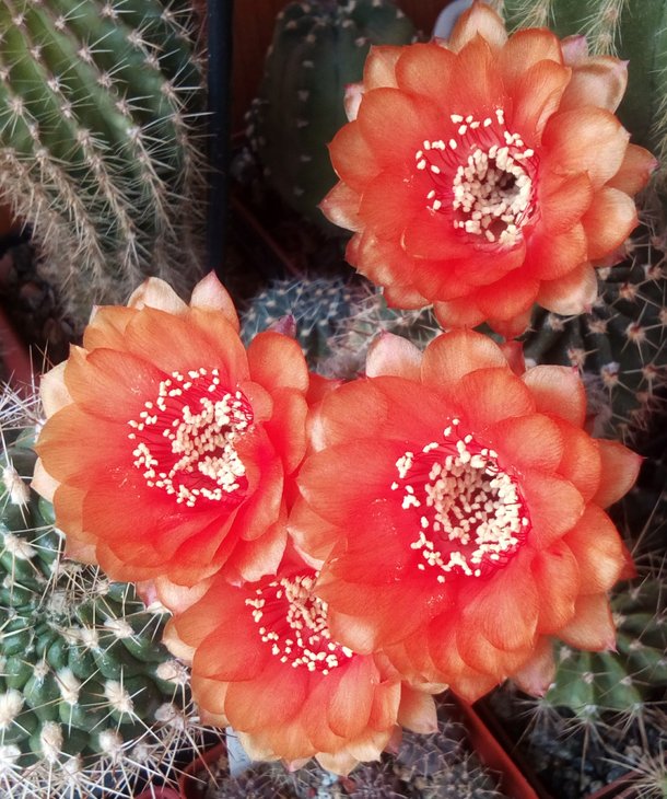 E. hybrid